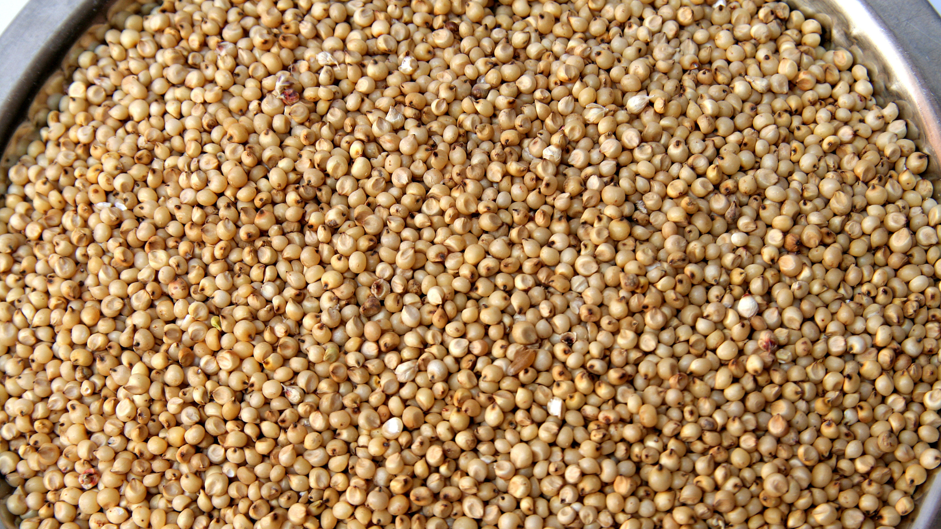 Sorghum 2